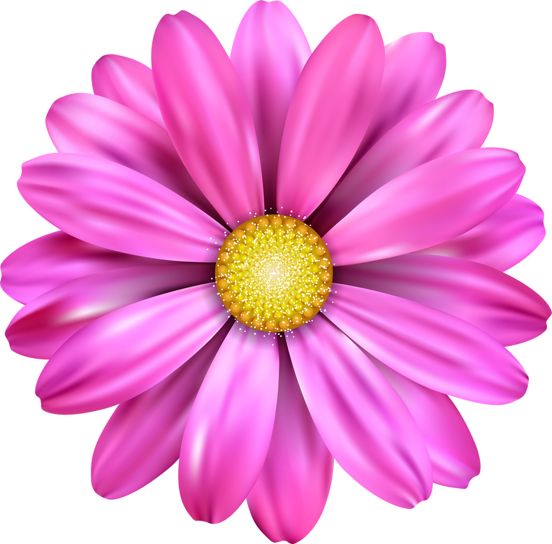 Pink Daisy Flower